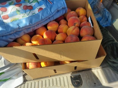 Lone Pine Fruit & Espresso