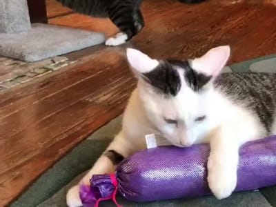 Lucky Cat Cafe & Lounge