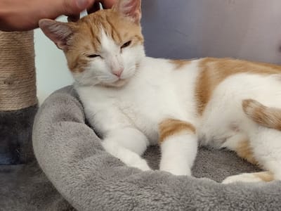 Lucky Cat Cafe & Lounge