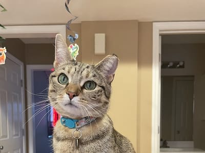 Lucky Cat Cafe & Lounge