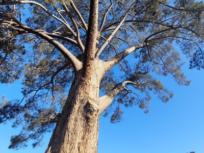 Lucky Llama Coffee House