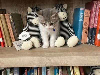 MacGregor's Book Nook