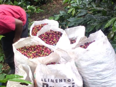 Mayan Winds Coffee Emporium