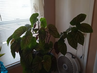 Mbingo Mountain Coffee LLC