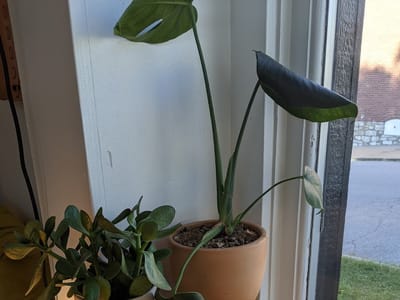 Meta Coffee Roasting Co.