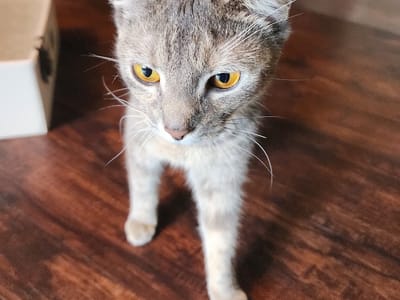 Mews + Brews Cat Cafe