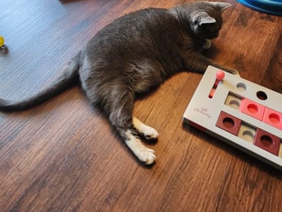 Mews + Brews Cat Cafe