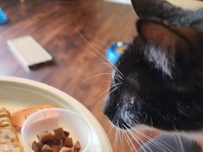 Mews + Brews Cat Cafe