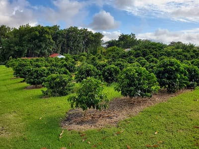 Miranda's Farms Coffee Shop