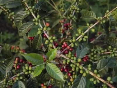 modcup coffee company