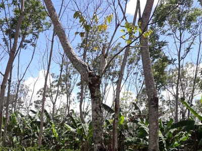 Moon Mountain Coffee