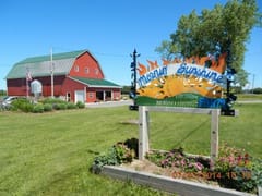 Mornin' Sunshine farm