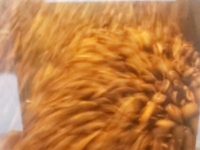 Mountain Air Roasters Coffee!