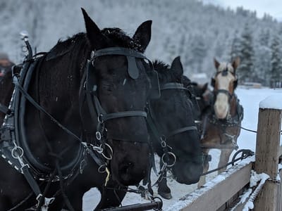 Mountain Springs Lodge