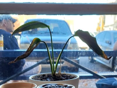 Muletown Coffee Roasters