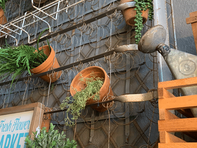 Mustard Seed Revival & The Mustard Bean