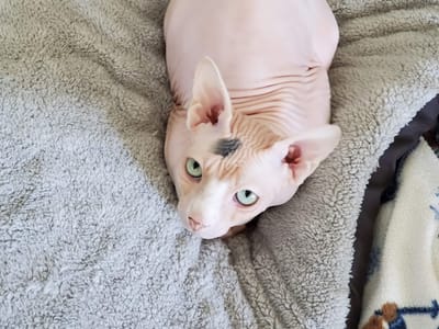 Naked Cat Coffee, LLC