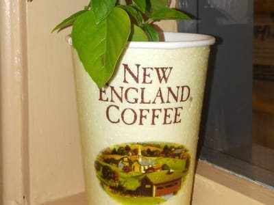 New England Coffee