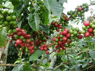 Nichim Cafe & Boutique