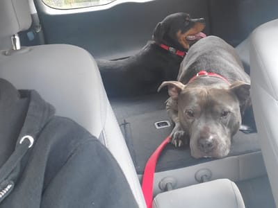 Panther Grounds Espresso