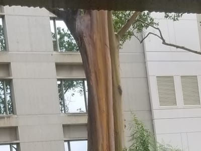 Paradise Isle Espresso