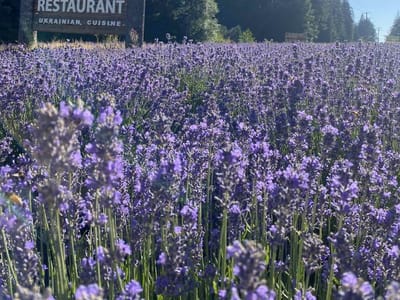 Paradise Village Hotel & Restaurant