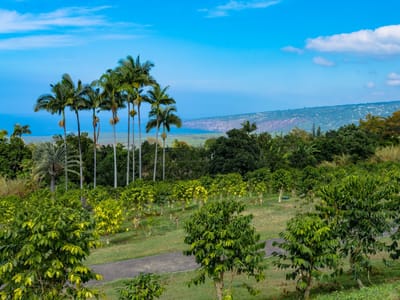 Pele Plantations: 100% Organic Kona Coffee