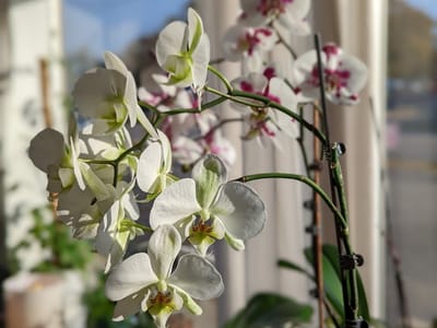 Pell City Coffee Company