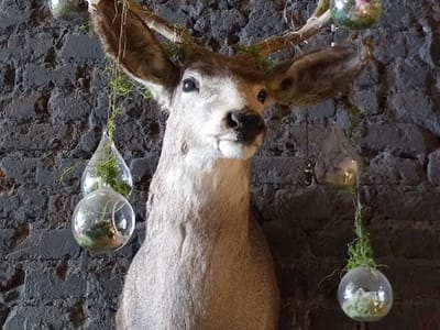 Phantom Canyon Coffee