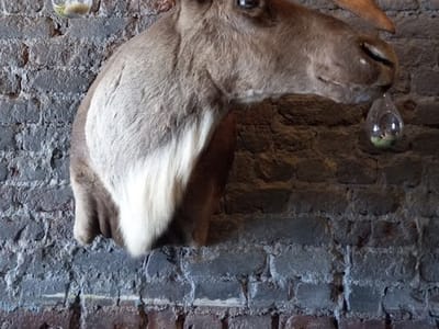 Phantom Canyon Coffee