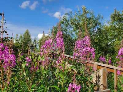 Pioneer Lodge & Campground