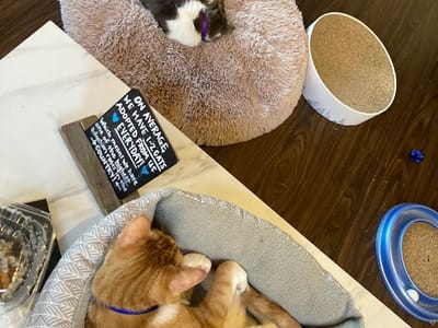 Pounce Cat Cafe + Wine Bar