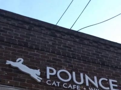 Pounce Cat Cafe + Wine Bar
