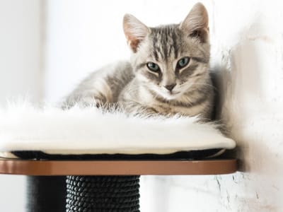 Pounce Cat Cafe + Wine Bar