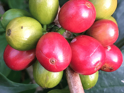 Pour Richard's Coffee Co.