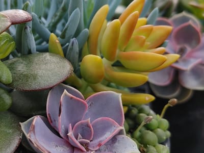 R Jones Nursery & Landscape Center & Butternut Farms Cafe