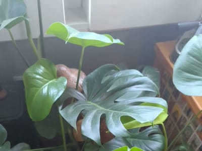 Raven & Crow Co. LLC