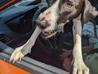 Raz Drive Thru Coffee