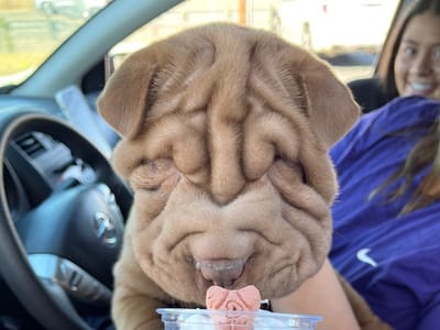 Red Runner Coffee - Walzem