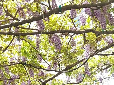 Rembrandt's Coffee House