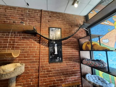 River Kitty Cat Cafe