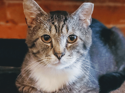 River Kitty Cat Cafe