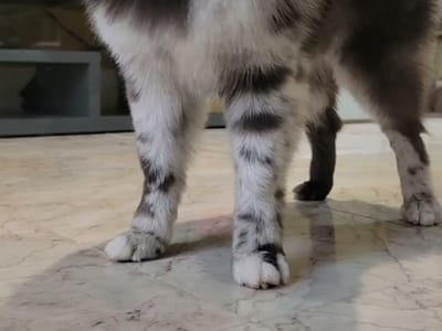 Rollin’ Beans Coffee Co