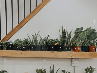 Rooted Plant + Coffee Shop