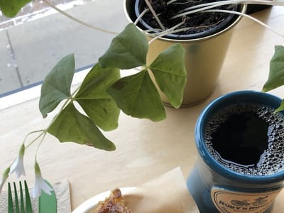 Ruby's Roost Spearfish