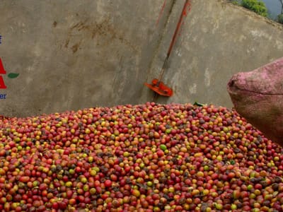 Santa Martha Cafe "Roastery"