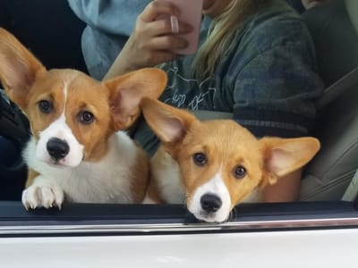 Sara's Morning Cup LLC