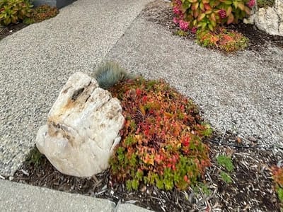 Schuil Coffee Company