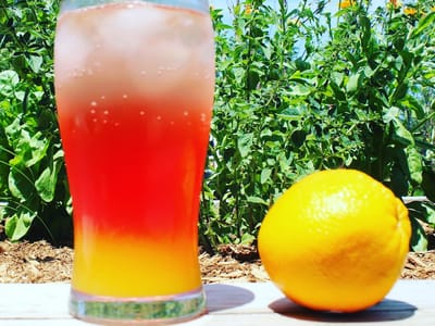 Snowy Owl Coffee Roasters