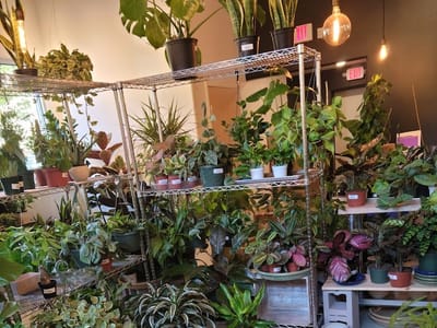 Still Life Coffee & Botanicals